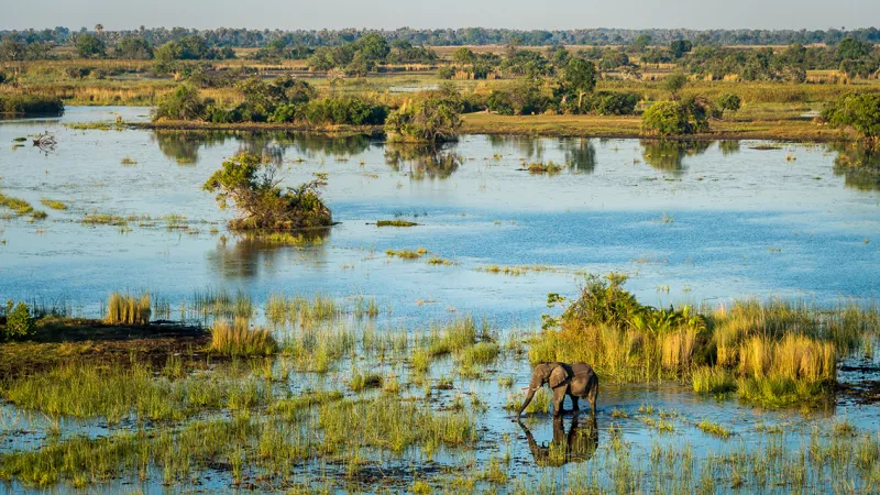 The Okavango Delta with an elephant in the foreground